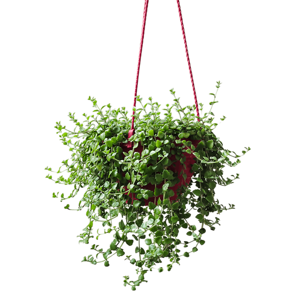 hanging-pot